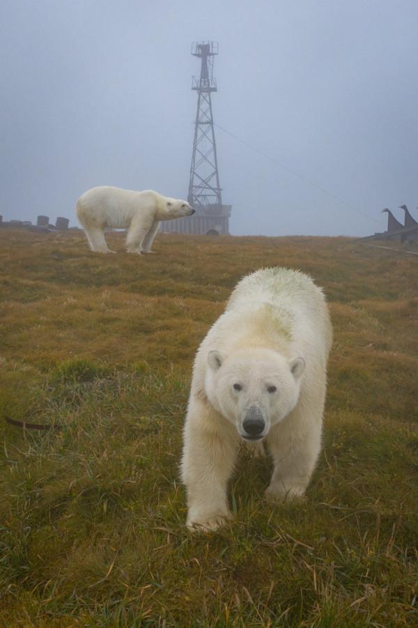 北極熊佔領了廢棄島嶼並搬進了空房子裡