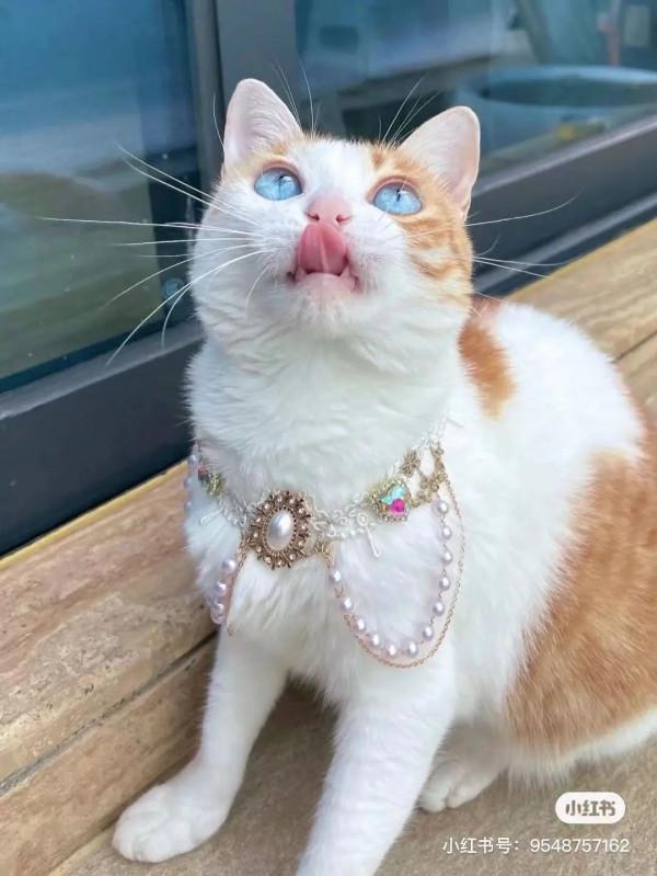 大橘擁有罕見瞳色，引發全網熱議：“全世界找不到第二隻！”