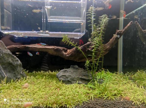 孔雀魚生寶寶了