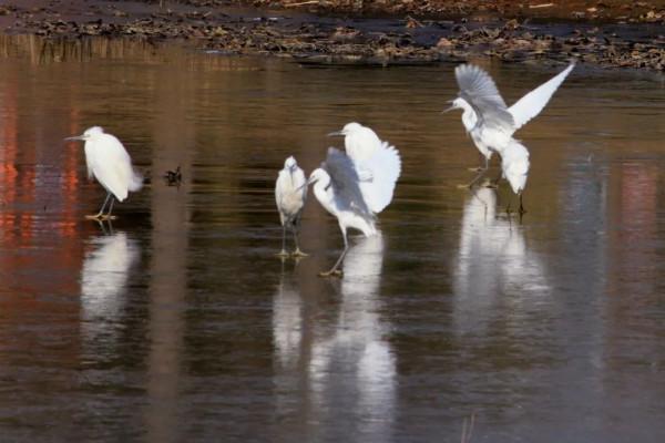 崇明有一群“冰上精靈”