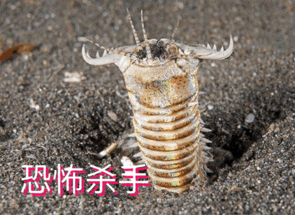 真實存在的科幻怪蟲：博位元蟲