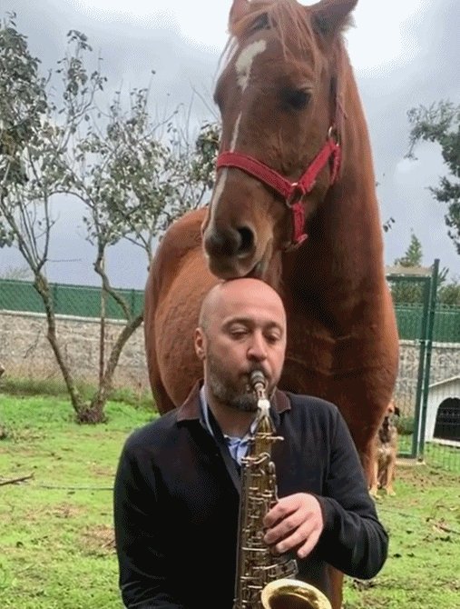 土耳其大叔自從收養了流浪動物後,愛心氾濫一發不可收拾了 土耳其大叔自從收養了流浪動物後,愛心氾濫一發不可收拾了