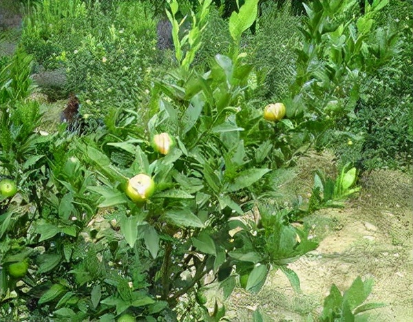 超全植物肥料知識,建議收藏 超全植物肥料知識,建議收藏