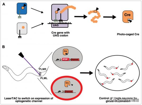 eLife丨如何用光操縱單個細胞中的基因活動? eLife丨如何用光操縱單個細胞中的基因活動?