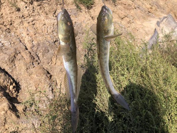 今年的楞巴魚咬口季，我還是溜達釣，這一箱子魚獲真過癮