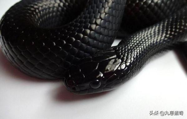 細菌之美：培養皿上的斑痕，比梵高筆下的《星空》更加豔麗