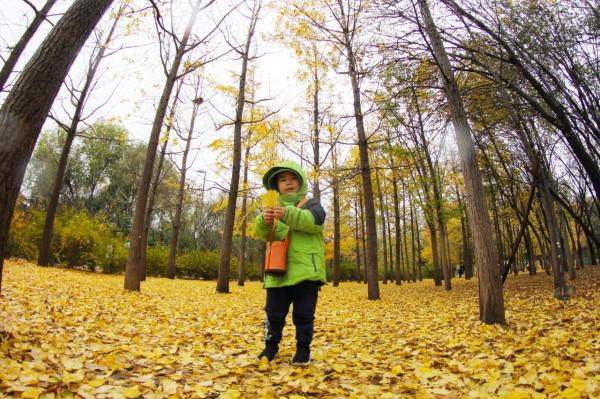 北京落葉與初雪，在這個公園體現得淋漓盡致，免費景美人不多