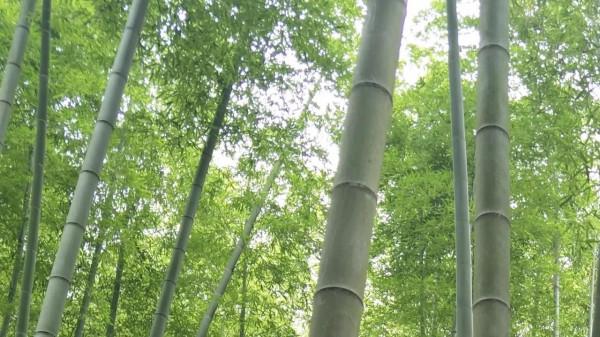 「散文」逛見裡山的春光