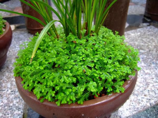這種草是蕨類植物，能給蘭花鋪面，好看好養益處多，比苔蘚還好用