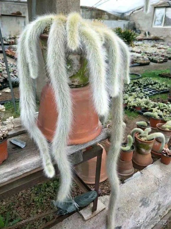 養花竟然能&OpenCurlyDoubleQuote;鎮宅&rdquo;，10種植物，價格便宜好養護，擺在家裡上檔次