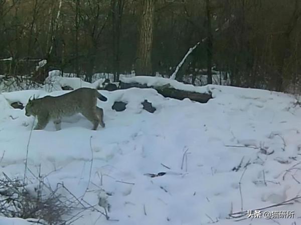 貓咪吃飯為啥總剩一口？是儲存行為嗎？