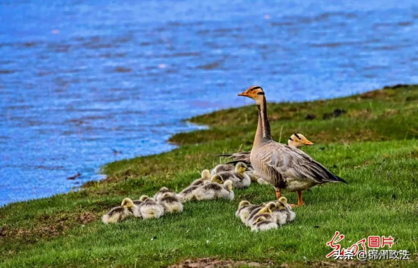 “去三江源國家公園見到野生動物的機率是100%”,他為何能自信承諾? “去三江源國家公園見到野生動物的機率是100%”,他為何能自信承諾?