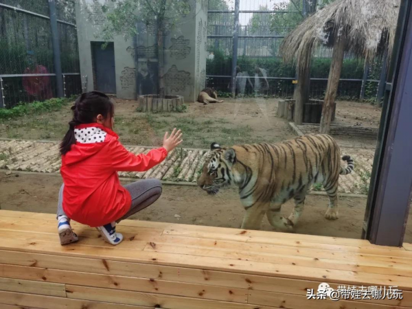 北京新開一家動物園,可以和老虎共進午餐 北京新開一家動物園,可以和老虎共進午餐
