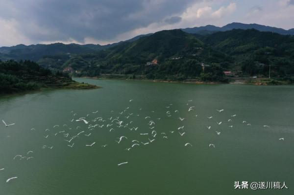 江西遂川“千年鳥道”候鳥紛飛 畫面和諧如畫