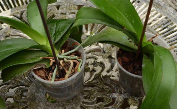 家庭養花，蝴蝶蘭才是秋冬盆栽首選，開花美，打理又省心