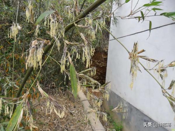 “竹子開花,馬上搬家”有啥寓意?不搬家會怎樣?3方面帶你瞭解 “竹子開花,馬上搬家”有啥寓意?不搬家會怎樣?3方面帶你瞭解