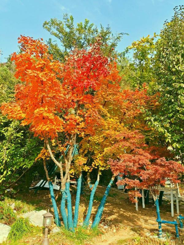 博山金秋紅葉美