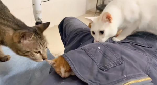 下班路上順手撿了只貓，帶回家以後，原住貓的表情太真實了