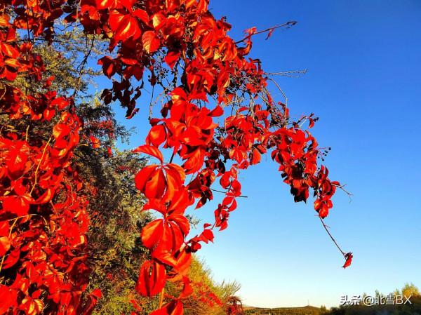 七絕•逐夢秋色（新韻）