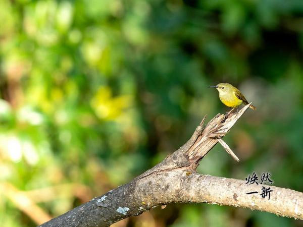 火尾太陽鳥母鳥 火尾太陽鳥母鳥