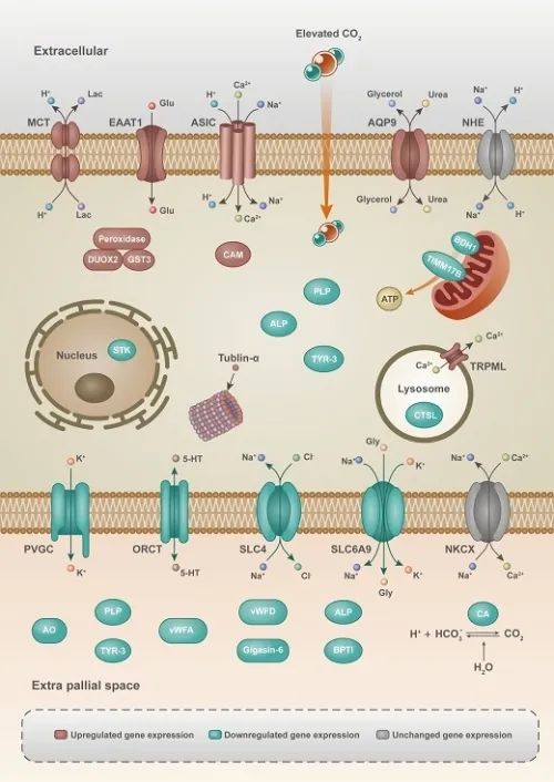硨磲幼貝響應海洋酸化機制研究獲進展