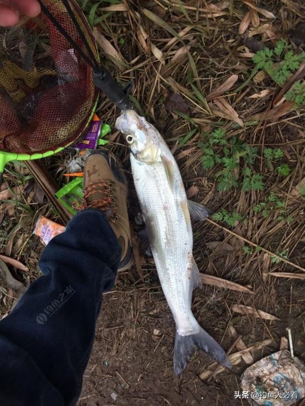 冬天釣鯽魚的技巧分享