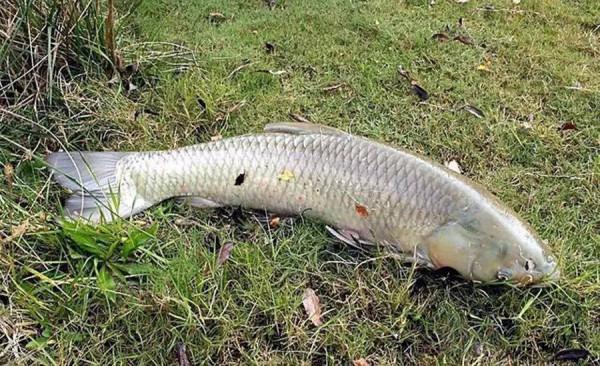 漂相又亂又雜,彆著急調漂,用這幾個方法,很快就能搞定 漂相又亂又雜,彆著急調漂,用這幾個方法,很快就能搞定