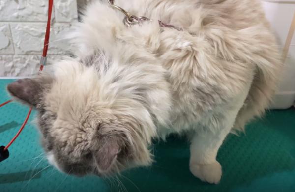 朋友的媳婦不喜歡貓咪,用鐵鏈將布偶貓鎖住:不愛也請別傷害 朋友的媳婦不喜歡貓咪,用鐵鏈將布偶貓鎖住:不愛也請別傷害