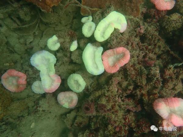 終極聖鬥士——珊瑚的彩色花路 終極聖鬥士——珊瑚的彩色花路