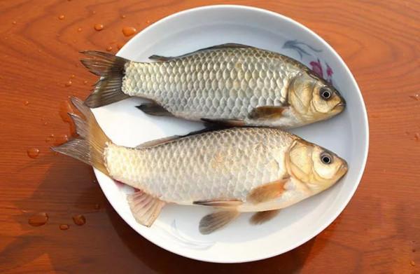 釣友們冬季垂釣的鯽魚，個體大的叫大板鯽還是大阪鯽？