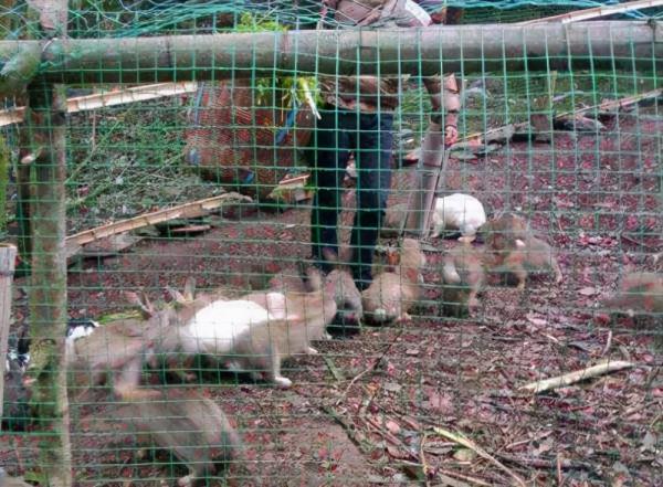 廣東一靚仔回村另類養兔,年銷50多萬 廣東一靚仔回村另類養兔,年銷50多萬