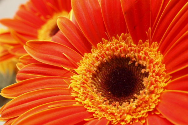 5天后，4個星座，無往不勝，實現夢想，一改不如意之勢