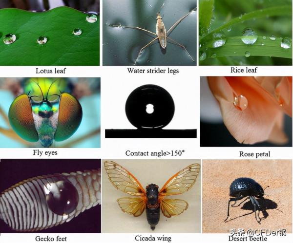 基於仿生表面的邊界層減阻研究假設及最新應用 基於仿生表面的邊界層減阻研究假設及最新應用