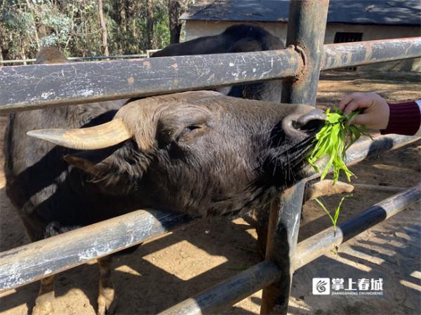 福虎迎新年 雲南野生動物園硬核&OpenCurlyDoubleQuote;年夜飯&rdquo;上菜啦