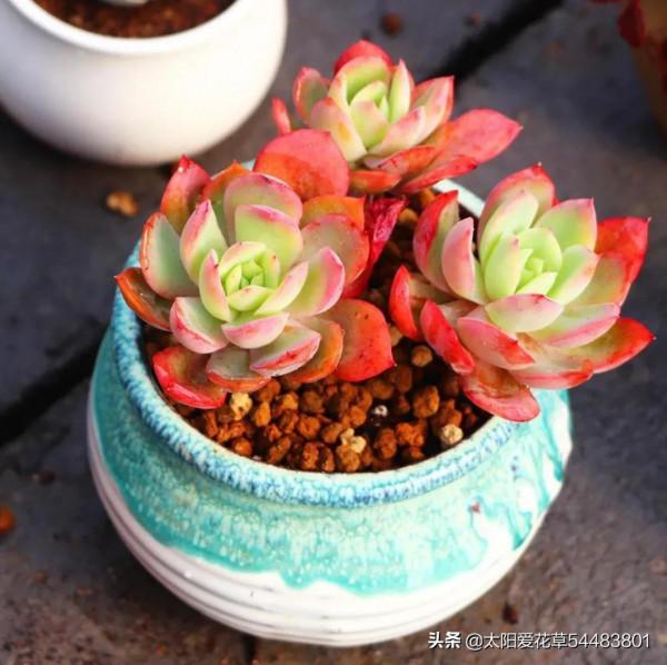 分享秋冬最經典的6種多肉，好養易上色，出狀態美美噠