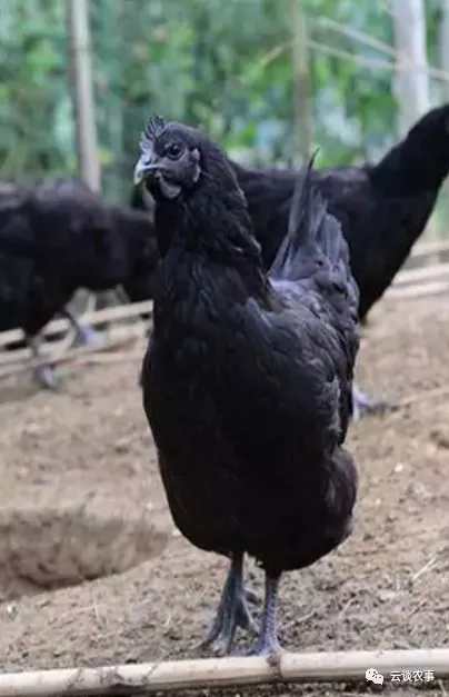 雞的品種與分類&mdash;&mdash;居然有這麼多品種？