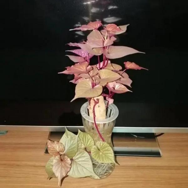 養個紅薯盆景吧