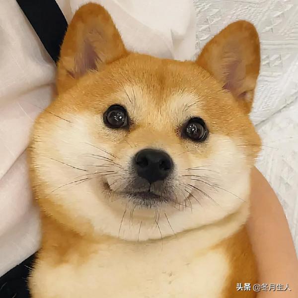 究竟什麼時候該給寵物刷牙？不刷牙真的會生病嗎？