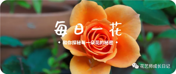 每日一花 | 毛毛鳥蠍尾蕉，小眾且高階的秋日花材~vol.16
