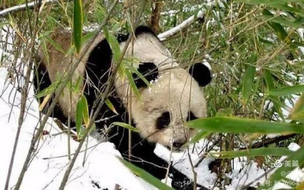 告訴你秦嶺（59圖）是什麼樣子？