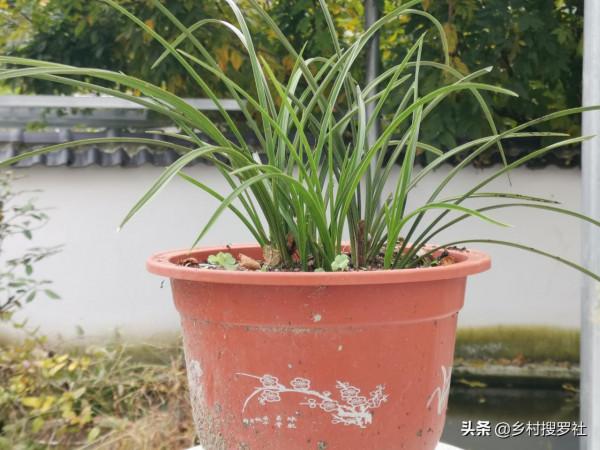 養蕙蘭為什麼要用大盆?蘭友說:找到蕙蘭不開花的原因了 養蕙蘭為什麼要用大盆?蘭友說:找到蕙蘭不開花的原因了