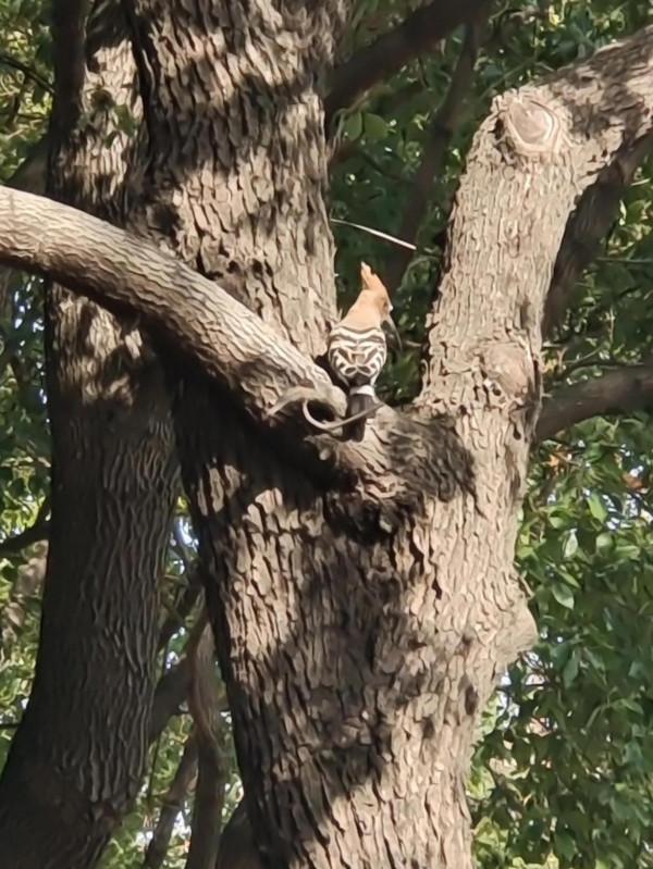《路邊的豹紋鳥》