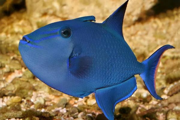 炮彈魚:不僅長得像炮彈,脾氣還很火爆 炮彈魚:不僅長得像炮彈,脾氣還很火爆