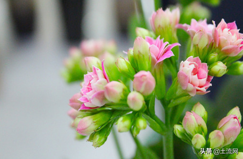 長壽海棠和長壽花是同一種嗎?長壽海棠和長壽花區別是什麼? 長壽海棠和長壽花是同一種嗎?長壽海棠和長壽花區別是什麼?