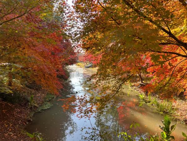 錯過等一年！金山這裡的“楓”景獨好