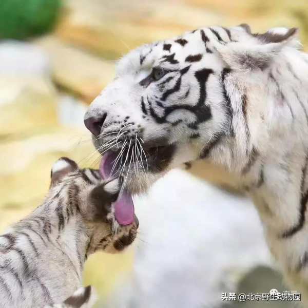 這樣與眾不同的&OpenCurlyDoubleQuote;大貓&rdquo;，你見過嗎