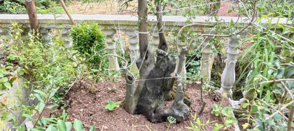 我家盆景金彈子（己炭化）