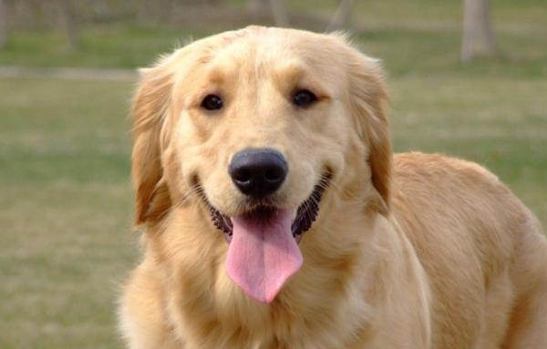 被稱為有“良心”的狗狗,平價又好養 被稱為有“良心”的狗狗,平價又好養