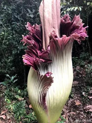 幾十年開花一次，花高三米，像一顆巨大的白菜，極其罕見