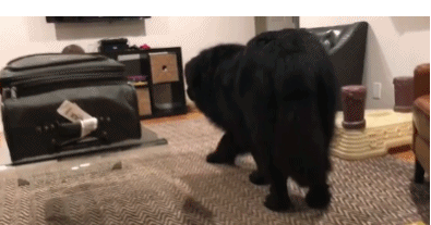 壽命最短的6種狗,它們也許只能陪伴你幾年 壽命最短的6種狗,它們也許只能陪伴你幾年